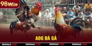 AOG Đá gà 98WIN
