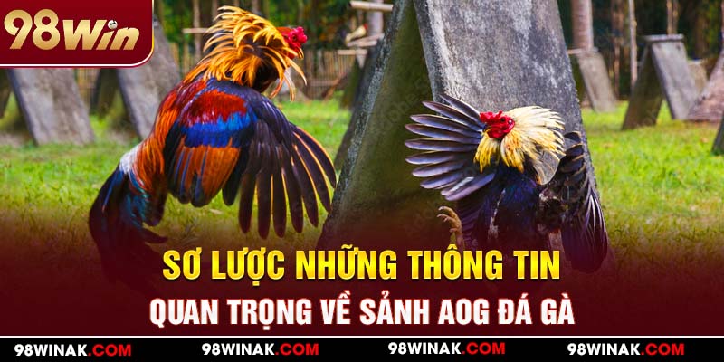 Sơ lược những thông tin quan trọng về sảnh AOG đá gà